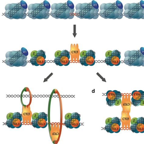 Models For Histone Variants H A Z And H Functions At Ctcf Binding