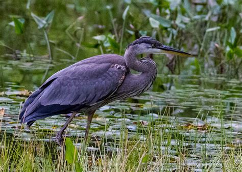 Juvenile Blue Heron | TAMRA WIGHT – Children's Author