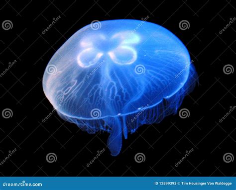 Jellyfish Aurelia Aurita Stock Image Image Of Scyphozoa 12899393