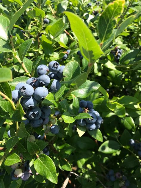 Prospects For Blueberry Farming In Northeast India