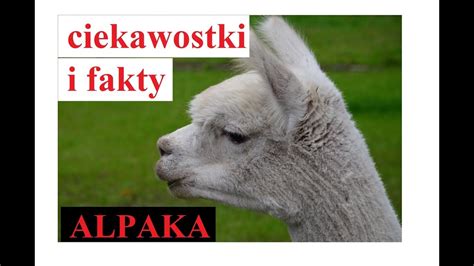 Alpaka Ciekawostki I Fakty Youtube