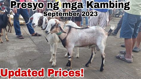 Updated Presyo Ng Kambing Sa Cattle Trading Capital Of The