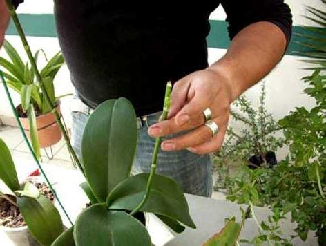 Poda De Orqu Deas Consejos Y T Cnicas Para Mantener Tus Plantas