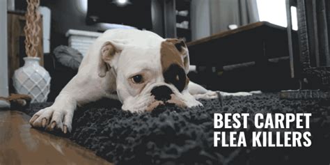 10 Best Carpet Flea Killers Reviews Upholstery Toxicity And Benefits