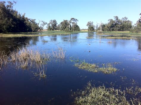 Freshwater Wetland Hunter Wetlands National Park Newcast Flickr