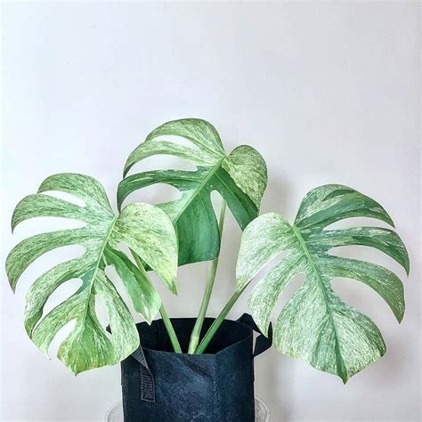 Monstera Deliciosa Mint Variegated A Rare Houseplant You Ll Want