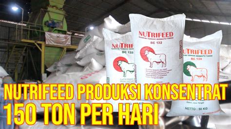 Konsentrat Nutrifeed Pakan Sapi Produksi Ton Perhari Youtube