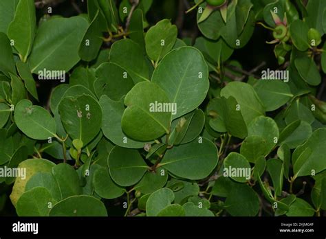 Apple Mangrove Sonneratia Alba Stock Photo Alamy