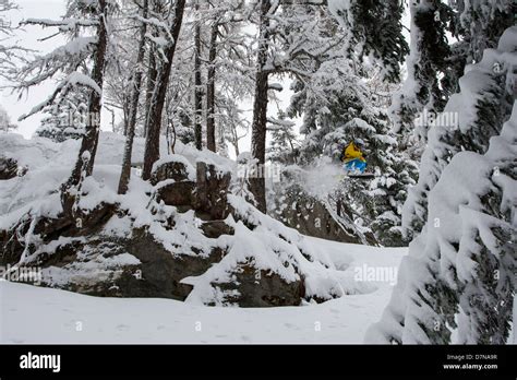Skier Jumping In The Trees Stock Photo Alamy