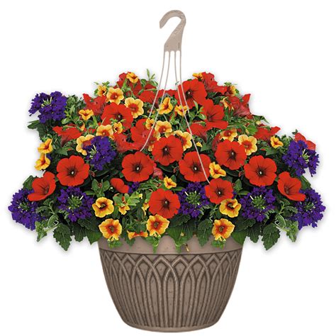12 Hanging Basket Combo Calypso Van Putte Gardens