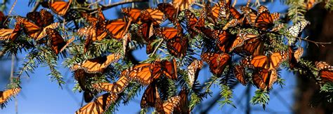 Santuarios de la Mariposa Monarca en Michoacán