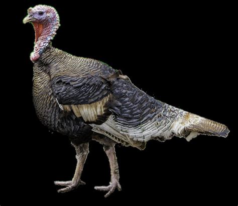 10 Different Turkey Breeds Explained