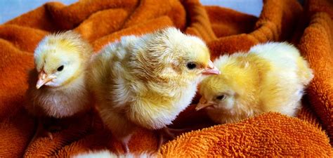 6 Common Chick Diseases You May Encounter During Brooding Agriculture