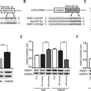 Identification Of PARP1 As A Target Gene Of MiR 7 5p A The Binding