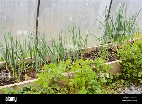 Garlic And Welsh Onion Growing In A Raised Bed In A Polytunnel Wales