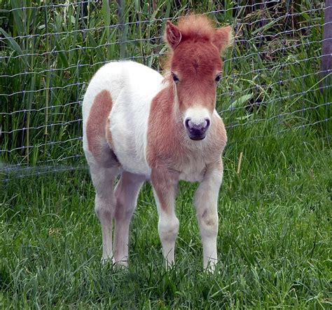 Shetland Pony Veulen Mini · Gratis foto op Pixabay