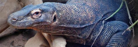 Komodo holidays. Tours & holidays in Komodo in 2017 & 2018