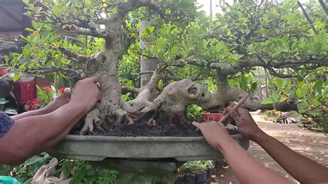 Cara Peremajaan Akar Bonsai How To Rejuvenate Bonsai Roots Youtube