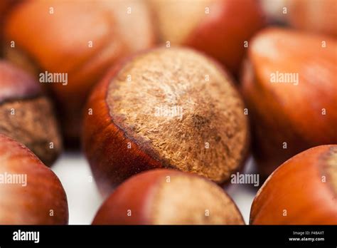 Cobnut On White Hi Res Stock Photography And Images Alamy