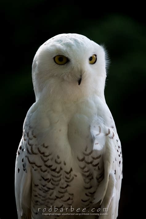 Snowy Owl Alaska Raptor Center Rod Barbee Photography