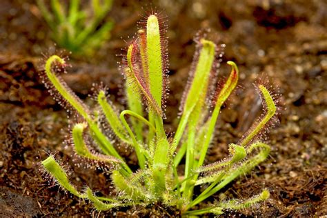 Carnivorous plant | Description, Soil, Food, Representative Species