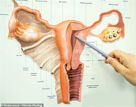 Vagina On A Chip Mimics Biome Of Organ So Scientists Can Test Drugs For Bacterial Infections