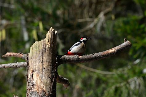 Images Gratuites la nature branche oiseau faune le bec vertébré