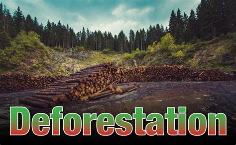 Deforestation Information