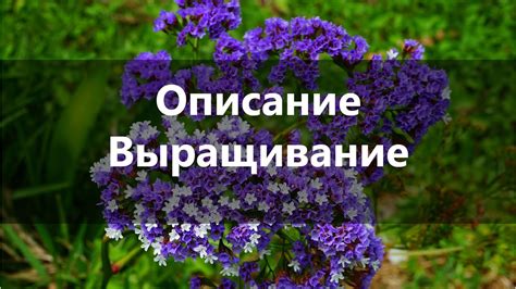 Кермек Многолетний: Выращивание из Семян - YouTube