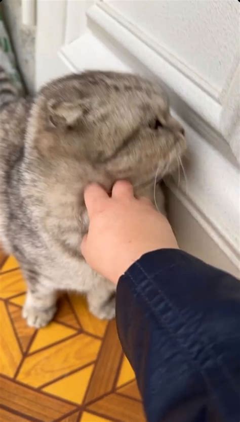 Russian influencer Hasbulla slammed for cat 'abuse' video: 'Shame