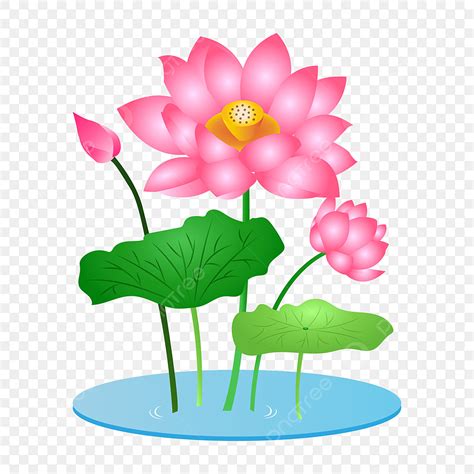 Pink Lotus Clipart Transparent Background Hand Drawn Cartoon Pink