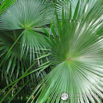 Chinese Fan Palm Livistona Chinensis