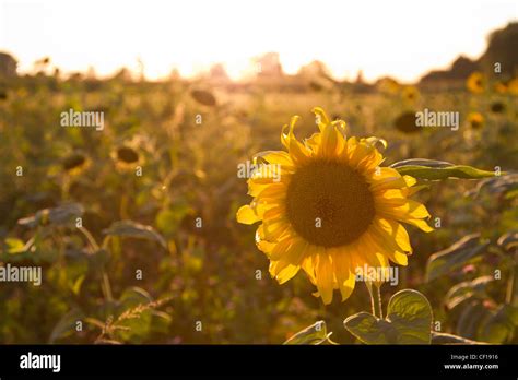 Sonnenblume Helianthus Annuus Common Sunflower Stock Photo Alamy