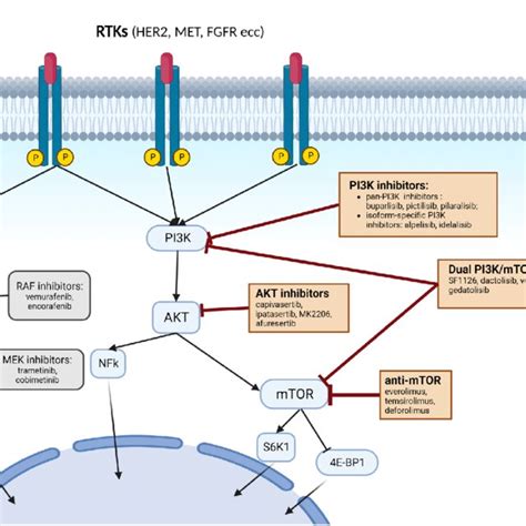 Summary Of Ongoing Phases Ii Iii Trials With Dual Pi K Mtor Inhibitors