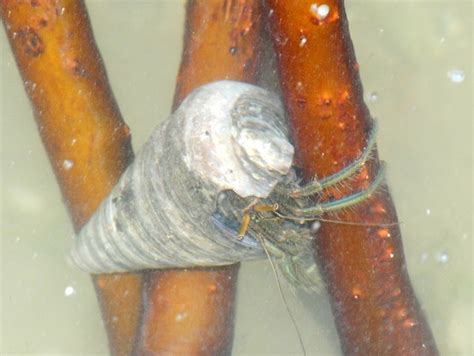 Adventures With The Naked Hermit Crabs Chek Jawa Boardwalk During High Tide