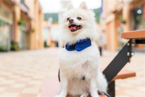 10 Best Pomeranian Rescues for Adoption (2024): Our Top 10 Picks!