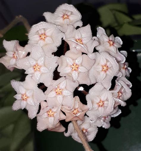 Gerrit's Hoya flowers: Hoya 'Chouke'