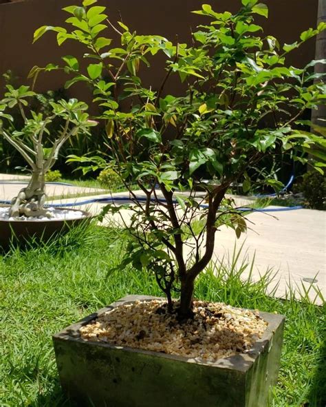 Como Fazer Um Bonsai De Jabuticaba - Bonsai de jabuticaba: como fazer e cuidar do zero