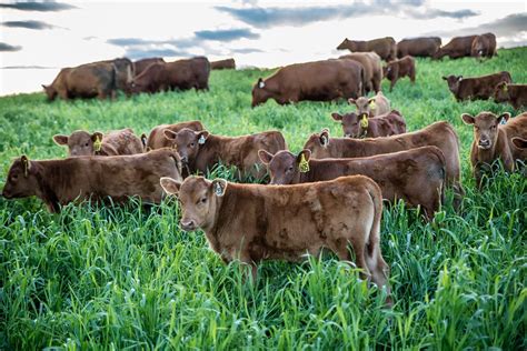 Management Strategies For Sustainable Cattle Production In Southern