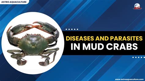 What Does Crabs Infection Look Like At Esteban Burke Blog