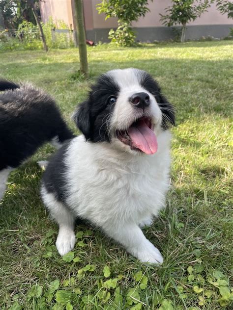 Suczka Border Collie Badania Genetyczne Gotowa Do Odbioru