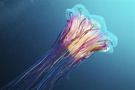 Lion S Mane Jellyfish Japan Photograph By Alexander Semenov