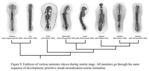 Icons of Evolution? Figures | National Center for Science Education