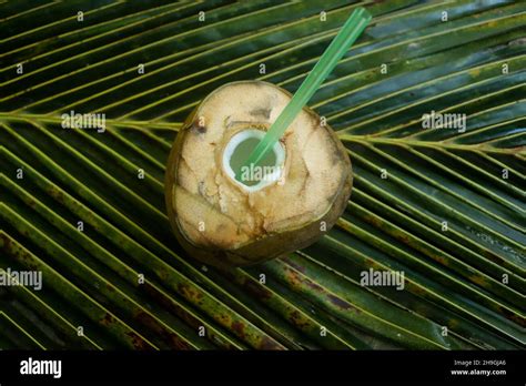 indian tender coconut water  res stock photography  images alamy