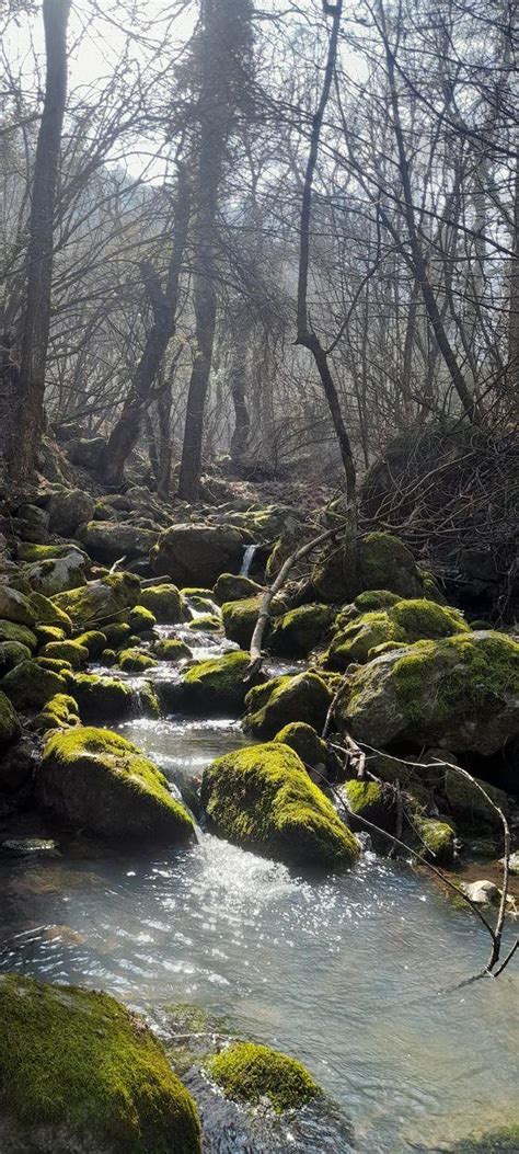 dachigam national park  sanctuary  wildlife  conservation