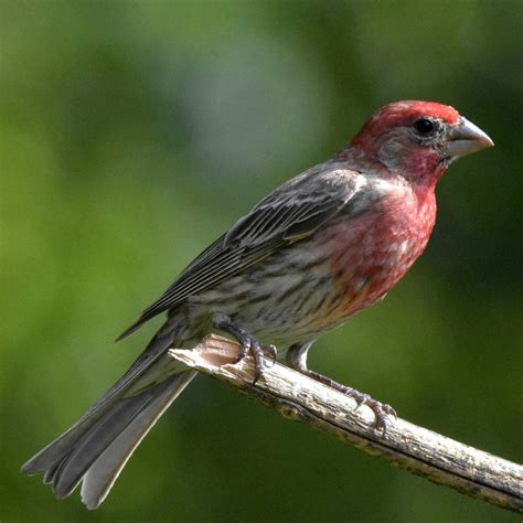 Bird Feature: House Finch – natureswaybirds.com