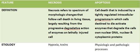 Differences Between Necrosis And Apoptosis Histopathology Guru