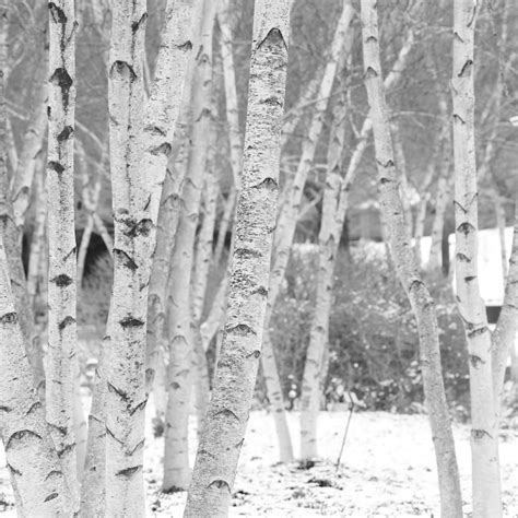 Birch Tree Decor Etsy