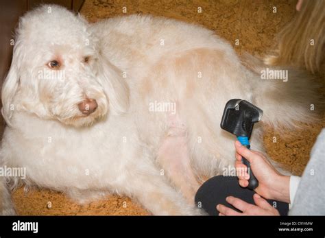 Labradoodle crossbreed mix dog questions hair brushing Stock Photo - Alamy