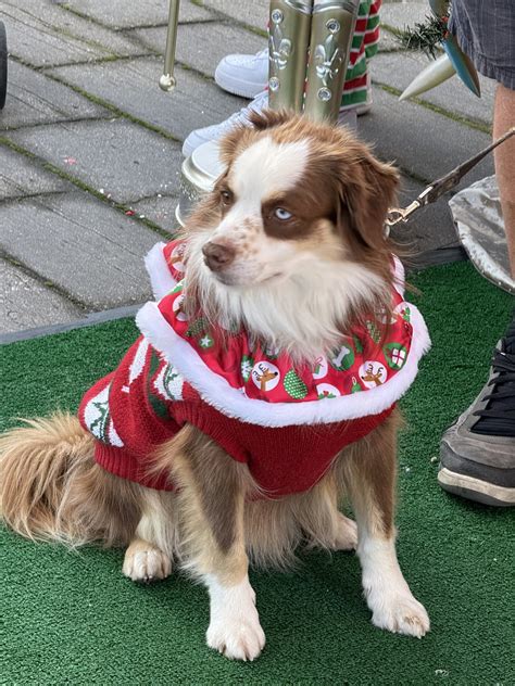 Holiday Dog Parade | June Conway